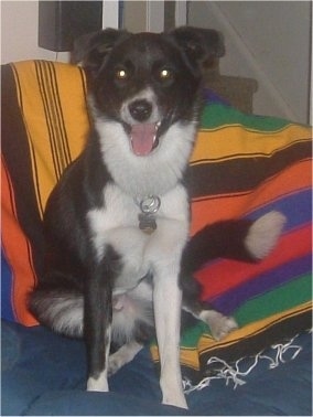 Chelo the Borador sitting on a couch on top of a bright striped blanket in front of a staircase with its mouth open and tongue out