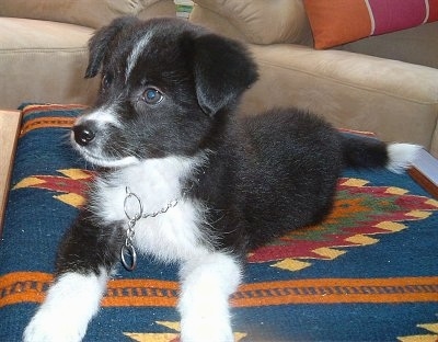 Close up - A small, fuzzy, black with white Borador puppy is laying on top of a coffee table that has a blue blanket on top of it. The puppies ears are hanging down and its snout is long and skinny.