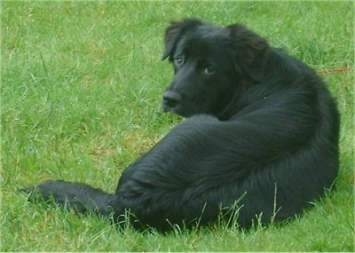 black labrador border collie mix