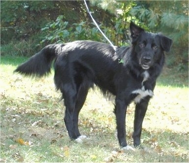 black lab border collie mix puppy