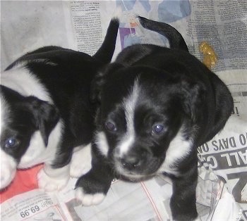 Close Up - Topdown view of Two Boston Lab Puppies that are sitting on newspapers.
