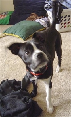 The front left side of a black with white Boston Lab that is standing on a carpet with a basket full of clothes behind it.