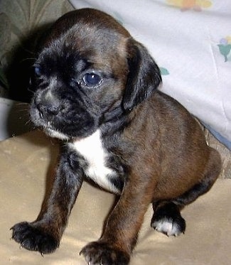 Close up - The front left side of a brown with black and white Boston Spaniel Puppy that is sitting on a pillow, on a couch and it is looking to the left.