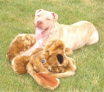 Leopold the Boxweiler laying outside with its mouth open and tongue out on top of a large plush dog toy that is as big as he is