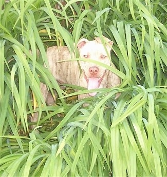 Leopold the Boxweiler standing in the middle of grass that is taller than he is with his mouth open and tongue out looking happy