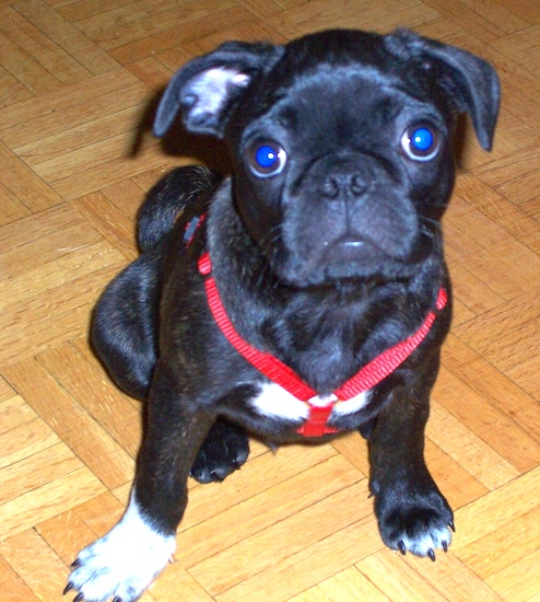 Herbie the Buggs puppy wearing a red harness sitting on a hardwood floor looking at the camera holder