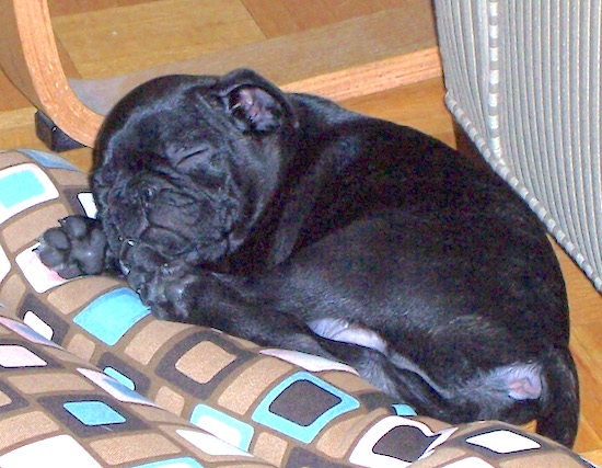 Close Up - Herbie the Buggs puppy sleeping on the floor behind a dog bed and in front of a couch