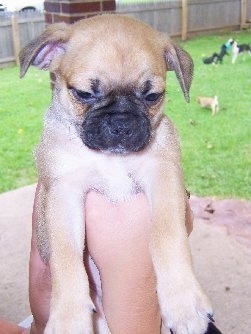 Buggs puppy being held in the air by a person. In the background there are three Buggs puppies and an adult dog playing