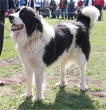 Close Up - Bulgarian Shepherd Dog standing in a show ring with people behind a rope barrier in the background