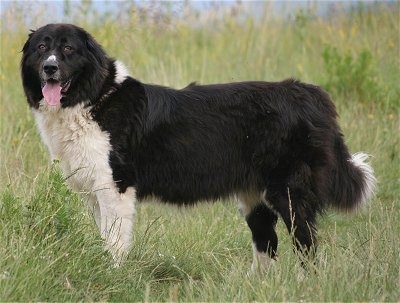 bulgarian shepherd dog for sale