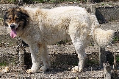 Bulgarian Shepherd Dog standing outside on old worn concrete steps with its mouth open and tongue out