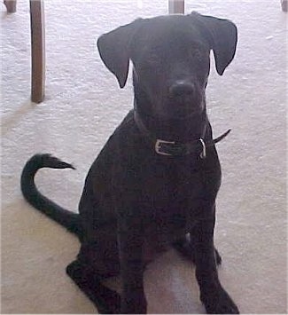 Bruiser the Bullmasador Puppy sitting on a carpet under a table