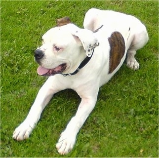 Boxer bulldog for 2024 sale