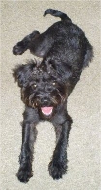 Jasmine the Cairnoodle Puppy is laying on a carpeted floor with its mouth open and looking up