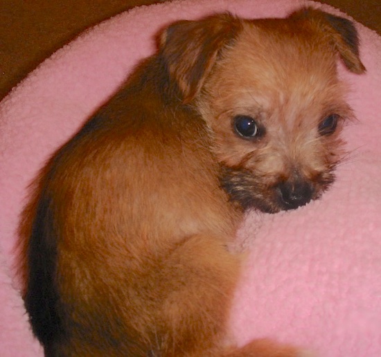 Lucy the Carkie puppy laying on a pink dog bed and looking at the camera holder