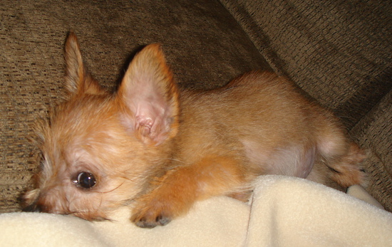 Lucy the Carkie puppy laying on a couch burying its head in a beige blanket