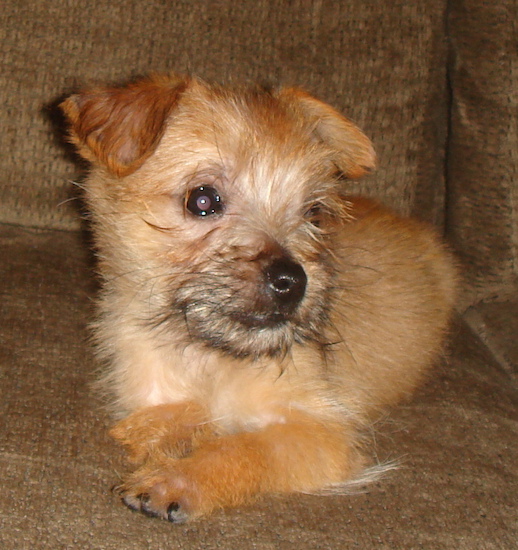 Close Up - Lucy the Carkie puppy sitting on a couch and looking to the right