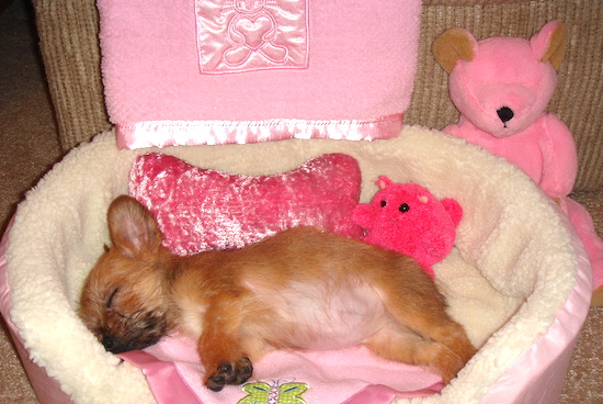 Lucy the Carkie puppy sleeping in a pink dog bed surrounded by pink pillows, pink blankets and a pink teddy bear