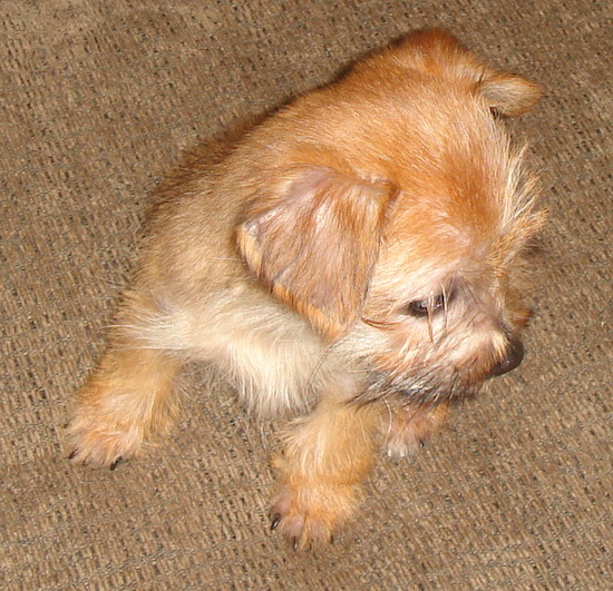 Lucy the Carkie puppy sitting on a couch and looking to the down