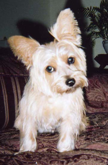 Max the Carkie sitting on a couch with its head tilted to the left and looking at the camera holder. A large shadow of Maxs head is projected behind because of the flash in this photo