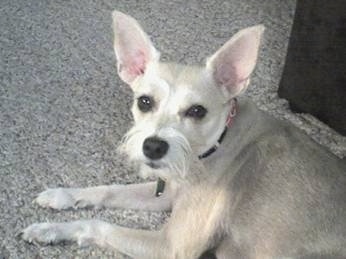 cairn terrier and schnauzer mix