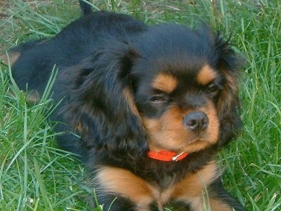 Buddy the Cavalier King Charles Spaniel is laying outside in medium length grass