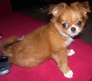 Kippy the Chin-wa puppy is sitting on a red blanket in front of a flip phone