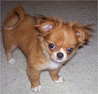 Kippy the Chin-wa puppy is standing on a carpet and is looking at the camera holder