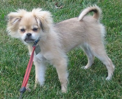 Liddy the Chineranian puppy standing outside in grass while on a leash and looking at the camera