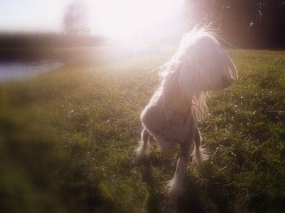 Faiter Samuraj the Chinese Crested hairless dog outside in the sun with her one paw in the air and looking to the right with a pond on the left in the background