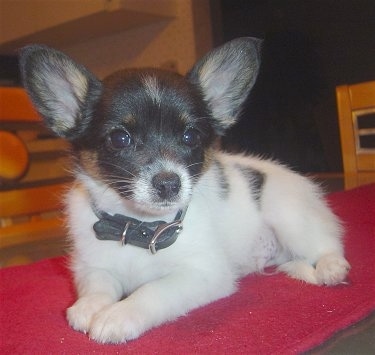 papillon chihuahua for sale