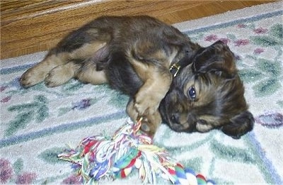 Darcy the brown and black Cockalier puppy is laying on its side on a rug and there is a rope toy in front of it