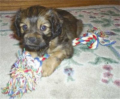 Close Up - Darcy the brown and black Cockalier puppy is laying on a rug on top of a rope toy