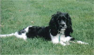 Nigel the black and white Cockalier is wearing a green collar while outside laying in a field