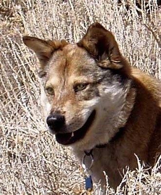 Close Up head shot - Kaweah the Coydog is looking in between a brown bush