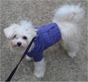 Suki the Crestepoo is wearing a blue sweater and looking up at the camera holder