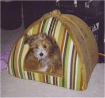 Rocky Angelo the Crustie Puppy is inside of an indoor pop tent doghouse