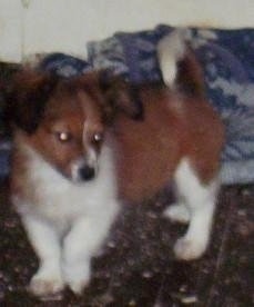 Badger the Dameranian puppy is standing on a carpet and there is a blue and white blanket behind it