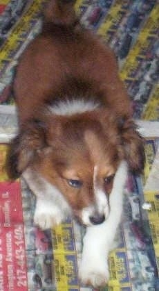 Badger the Dameranian puppy is laying on Autotrader newspaper pages