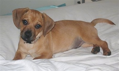 Sam the tan Daug is laying on a human's bed and its head is tilted to the right