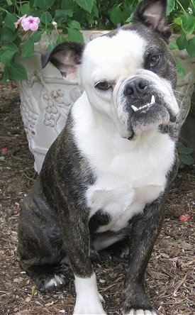 Marvin the brown brindle and white English Boston-Bulldog is sitting in front of a large vase of flowers. Its head is tilted to the left