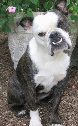 boston terrier and english bulldog