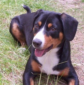 Shasta the black, tan and white Entlebucher dog is laying outside in a field. His mouth is open and his tongue is out