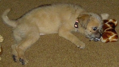 Emma the cream with gray Eskifon puppy is laying on a carpet and there is a plush leopard dog toy in front of her