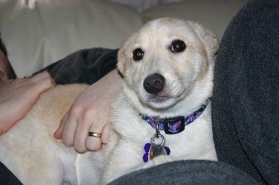 Close Up - Sasha the tan and white Eskland is laying in the lap of a person who is laying on a couch