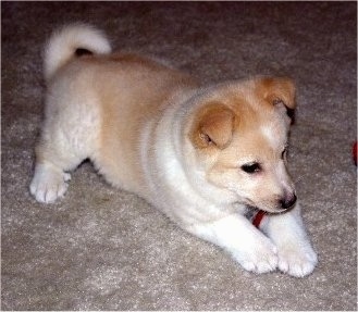 Sasha the young tan and white Eskland puppy is laying on a carpet. It looks like he is preparing to go after a toy