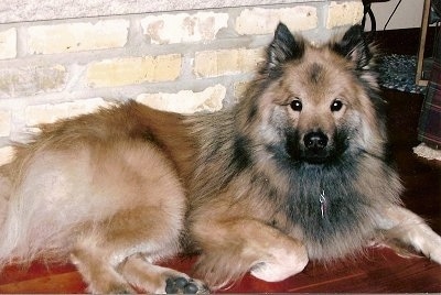 Eurasier Breed and Pictures