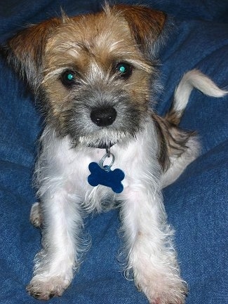 A tan white and black Fo-Tzu puppy is wearing a big blue bone tag and sitting on a blue blanket