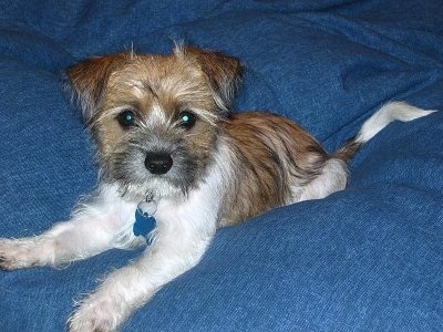 A tan white and black Fo-Tzu puppy is laying on a blue blanket