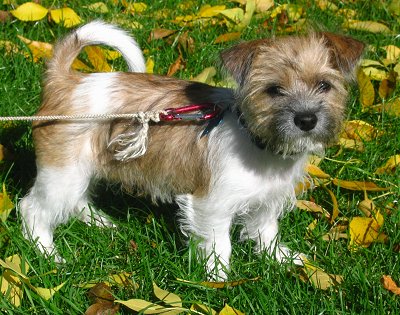 shih tzu x fox terrier